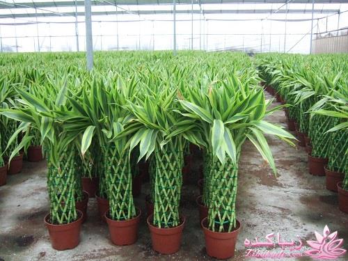 گیاهان آپارتمانی 